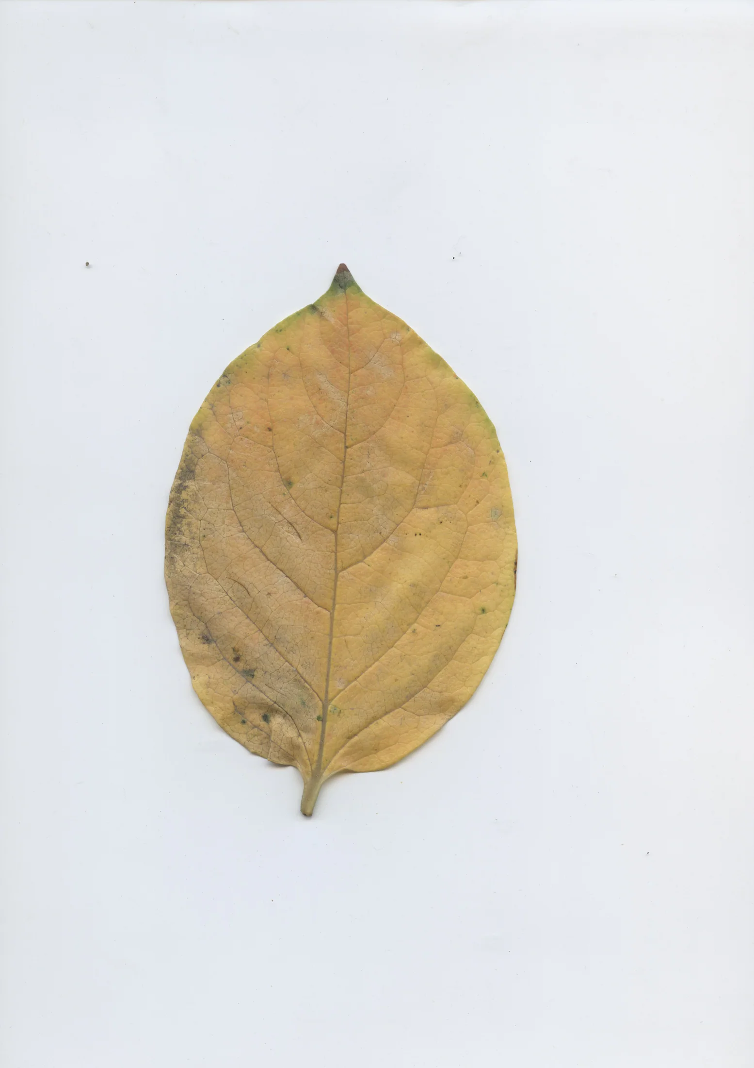 cAn yOu hEAr mE, 2020 — documentation image 20
